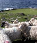 Sea-side sheep.