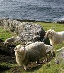 Fields of green, white sheep and stone fences define the coasts of Ireland.
