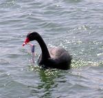 This Canadian Goose wants to be American.