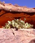 Blue sky, red rock and green cactus.  Nature produces the boldest colors.