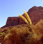 Desert Plumes.