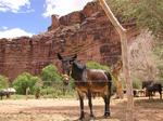 A curious mule in the Supai village.
