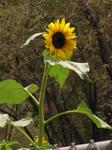 A single sunflower.
