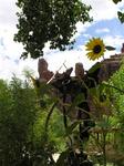 A saddle and a sunflower.