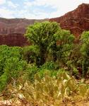 After a 10-mile hike, this is our first view of Havasu Falls.