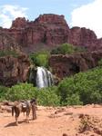 A horse near Havasu Falls.