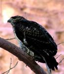 A hawk swoops in to say hello.