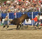 Look at that man under the bull.  It sucks to be him.