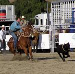 Those cowboys make cattle-roping look easy.