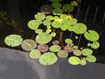 Lily pads.