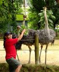 Eddy feeding the ostriches.