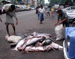 A good day for fishing; a bad day for sanitation.