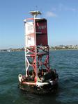 Look at all those sea-lions.  Sea lions make loud noises and have ear-flaps.