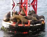 The sea lions are so cute!