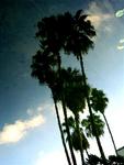 Palm trees relected in the pond. (I had to stick one artsy photo in.)