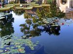 Look at those giant lilypads.