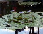 The simplicity and magic of a lilypad.