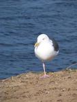 The one-legged bird eats worms on Tuesday.  (That's a secret code!)