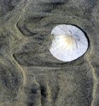 The lonely sand dollar.