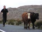 He's taking his cows for a walk.