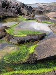 Anyone thirsty for yummy green sludge in their water?