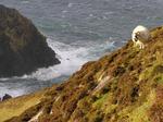 Sheep must get mad when their kids get this close to the edge.