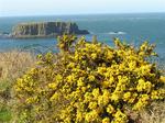 Flowers and islands.