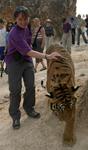 Kirsty and the tiger.