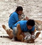 Playing with the tigers. *Photos by Lee.