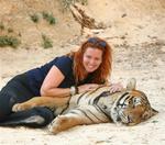 One tiger meets another. *Photo by Yorham.