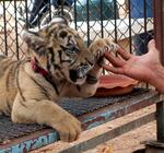 Yup, that cub has claws. *Photo by Lee.