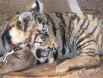 Cute little tiger cub.