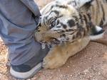 One more reason to wear pants at the Tiger Temple.