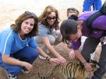 Everyone pets the tiger cub while it chews off Kirsty's ankle.