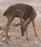 Other animals around the monastery.