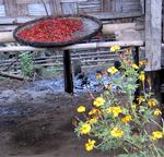 Chili peppers roasting in the sun.