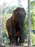 The trail ends and we have to go the rest of the way on elephants.