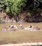 First they have to wash the elephants. *Photo by Yorham.