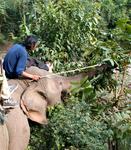 Elephant snack. *Photo by Lee.