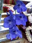 The blue orchid--proof the even parasites can be beautiful.