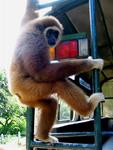 A Gibbon greets us back at the truck.