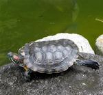 A turtle takes a stretch break.