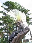 Funky bug near a funky palm tree.