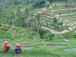 Balinese rice-paddies.