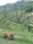 The farmers offer a splash of color to the fields of green.