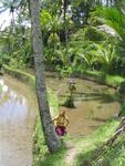 Cherie in the rice fields.