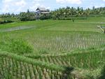 Rice fields as far as the eye can see.