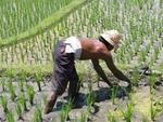 Working in the rice fields is back-breaking work.
