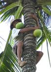 One coconut for each of us.