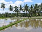 Planting the rice fields.